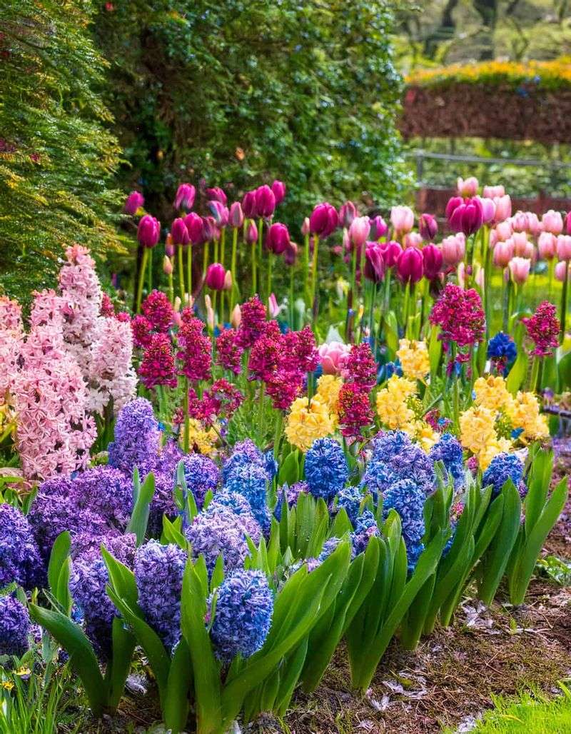 Hyacinths