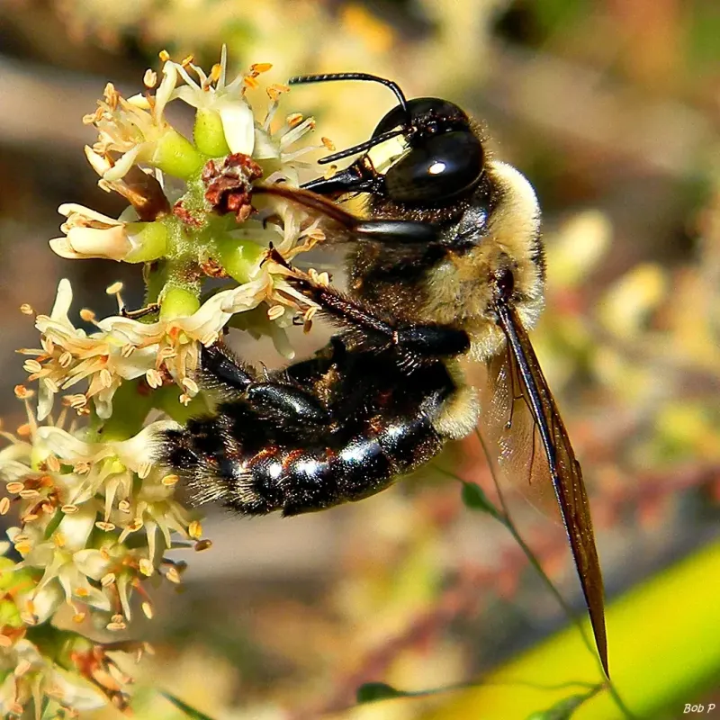 The Bee on the Porch Is Probably an Eastern Carpenter Bee