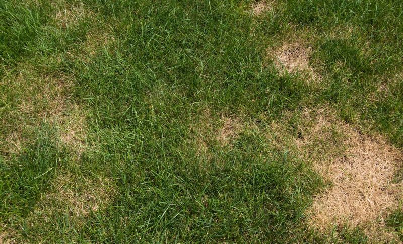 Diagnose thin patches before repairing them