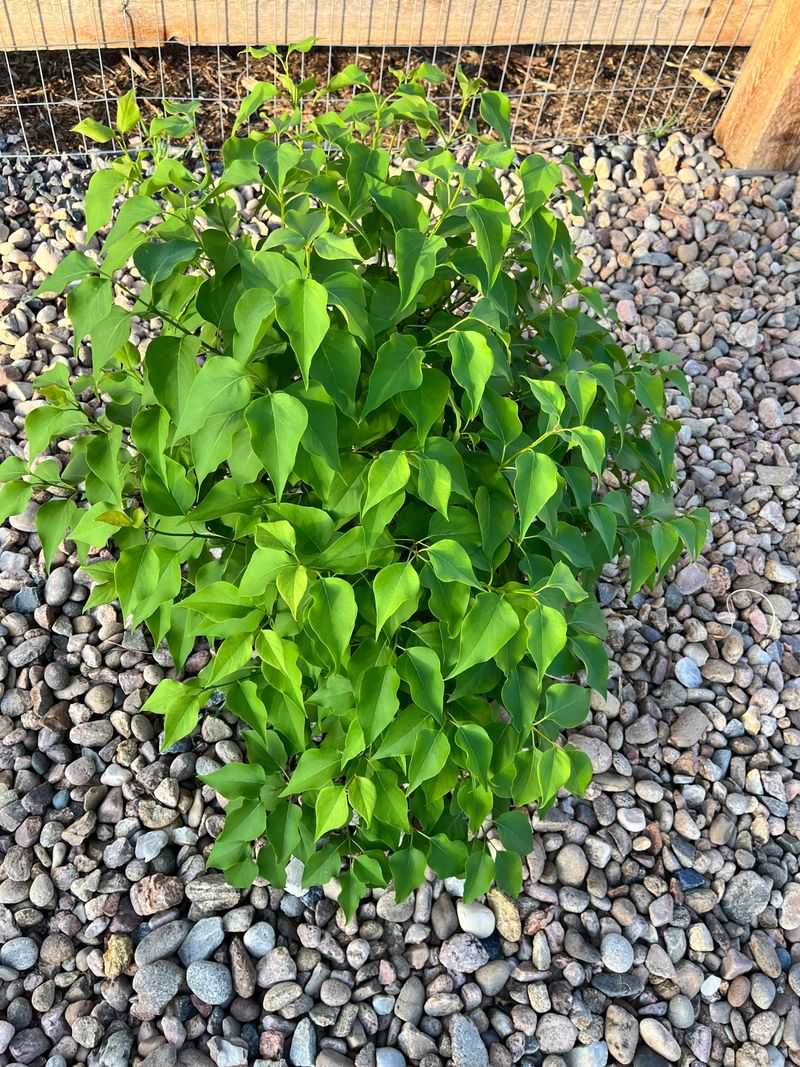 Sparse flowers can have causes beyond pruning