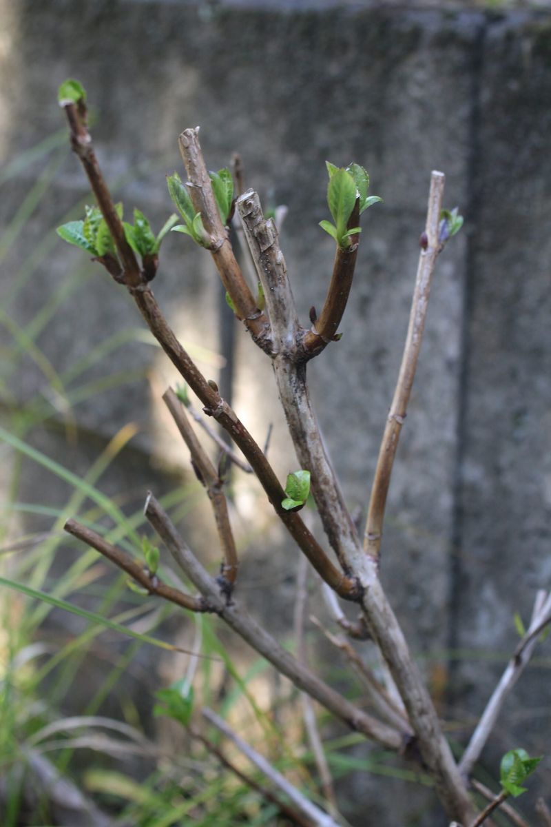 Cutting Off Dead-Looking Stems Too Early in Spring