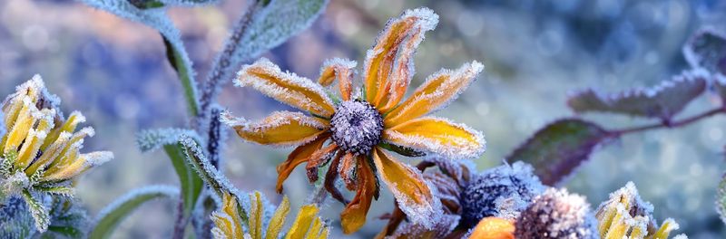 Late Frost Damage