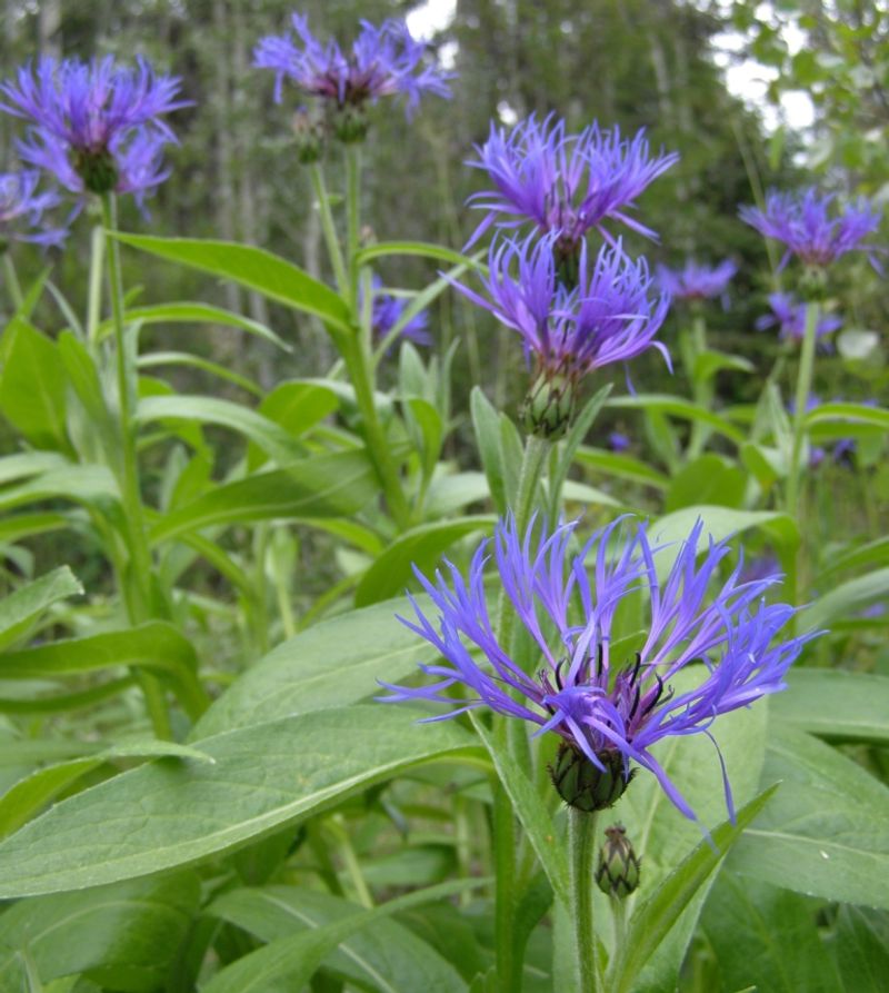 Perennial Cornflower (Centaurea montana)
