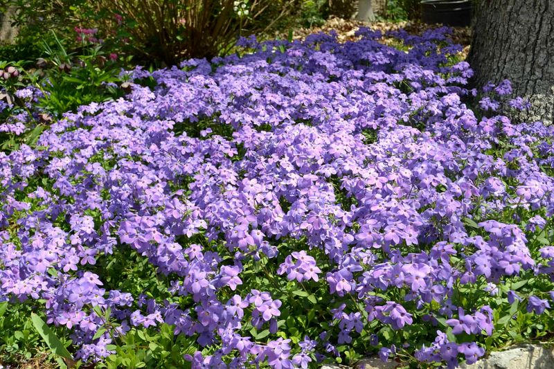 Creeping Phlox (Phlox stolonifera)
