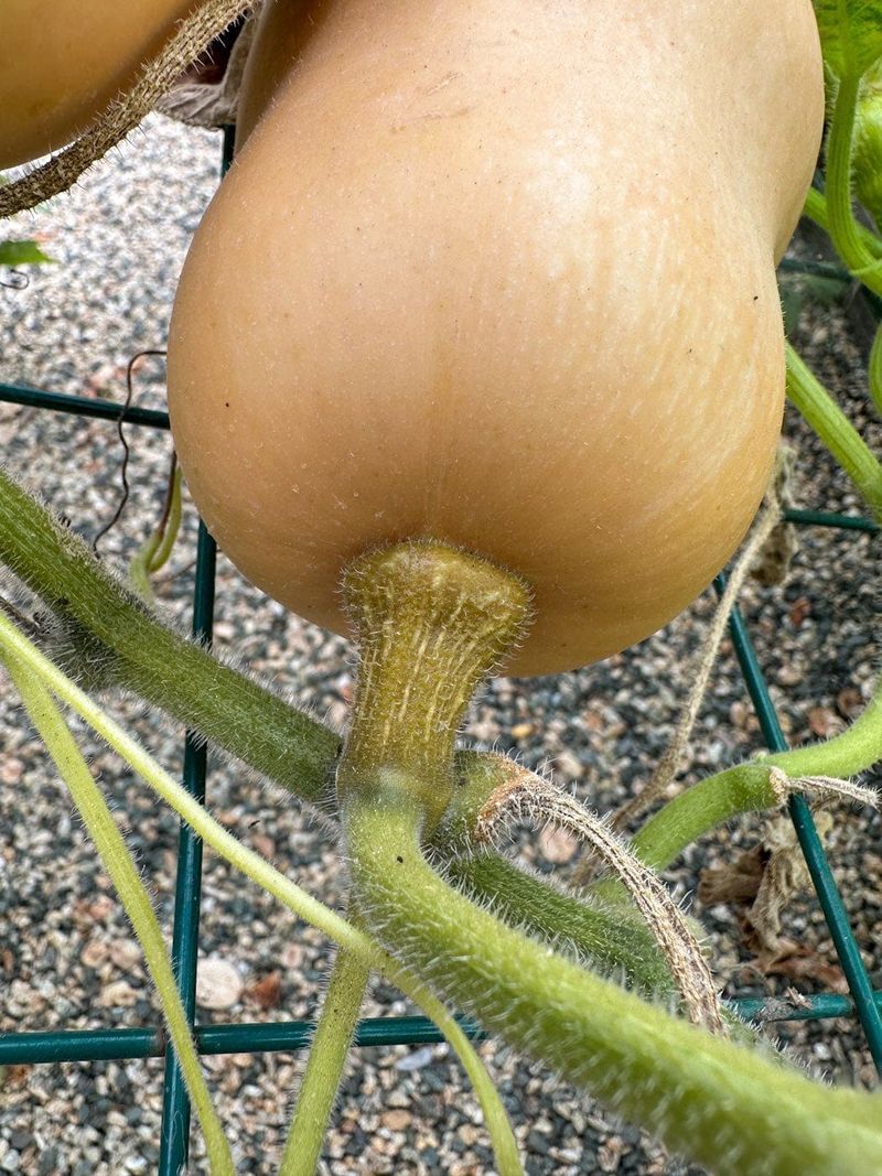 Harvesting Squash Before It Is Truly Mature