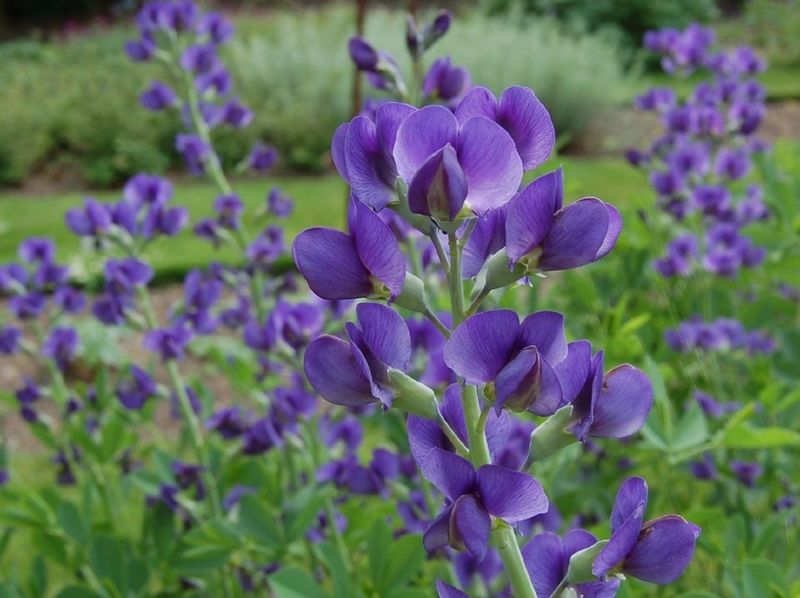 False Indigo (Baptisia spp.)