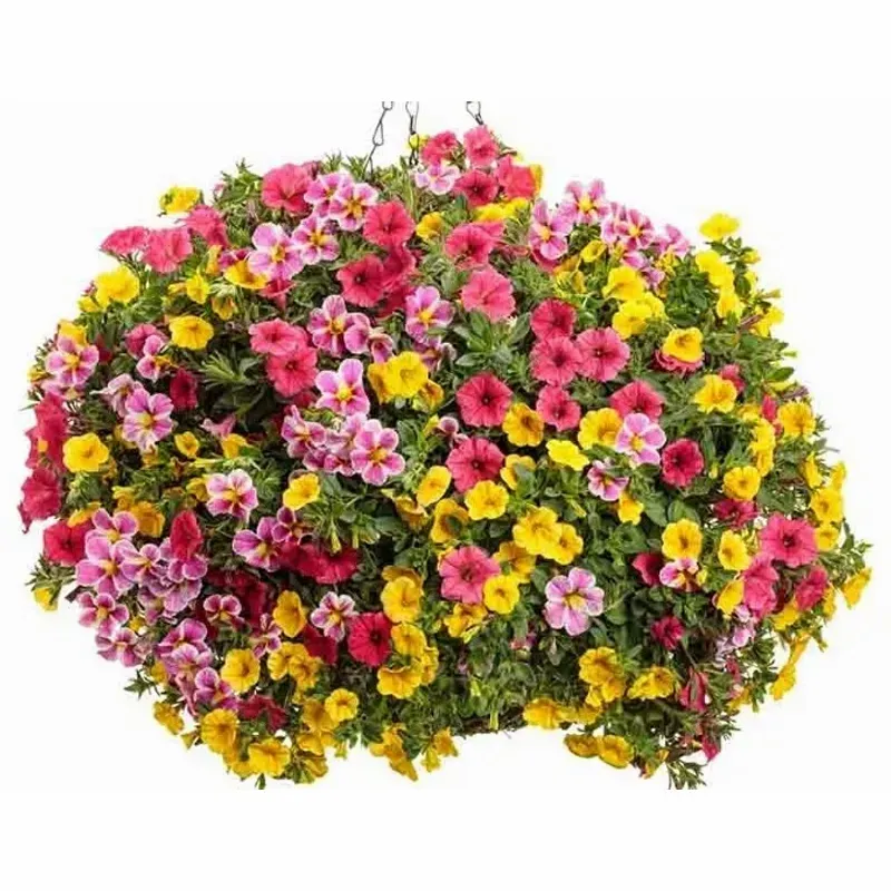 Calibrachoa (Million Bells)