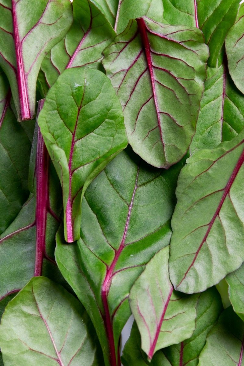 When to harvest beet leaves