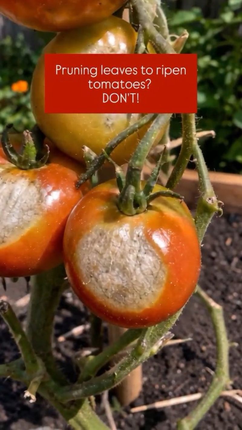 Aggressively Over-Pruning Upper Leaves to Sun-Ripen Fruit