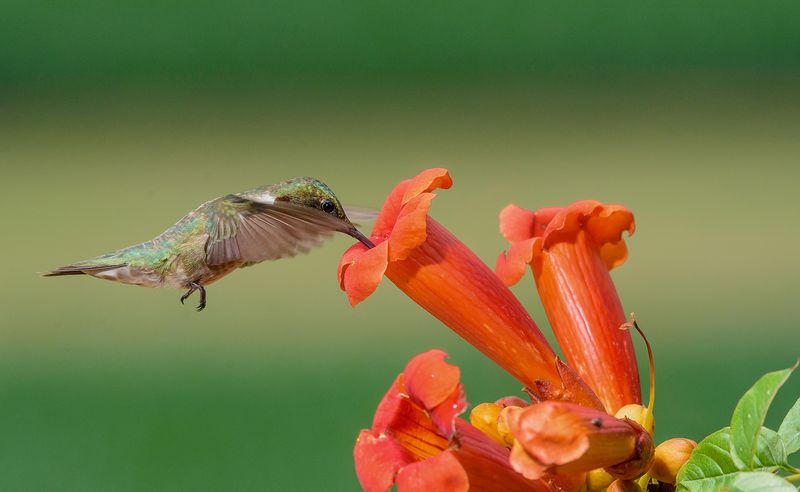 An Abundance of Natural Nectar Sources Nearby