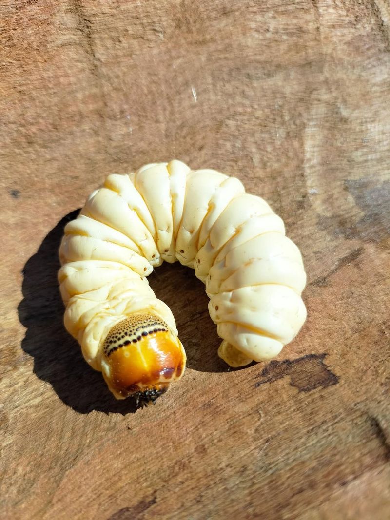 Witchetty Grubs