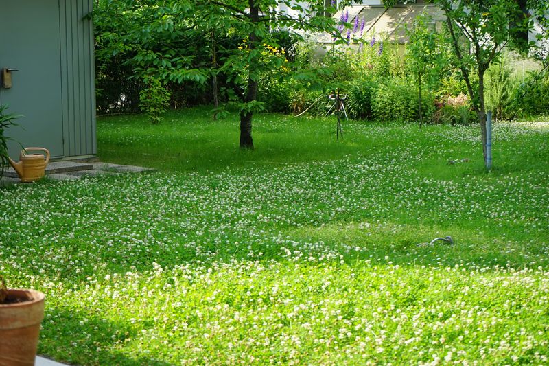 The 250-pound figure belongs to an acre, not your yard