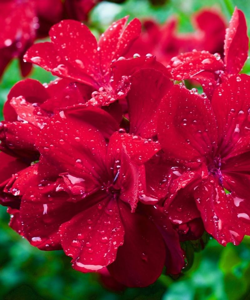 Blooms Have Been Battered by Rain or Wind