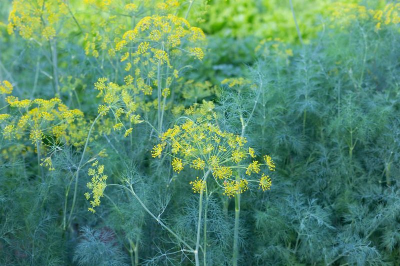 Dill (mature)