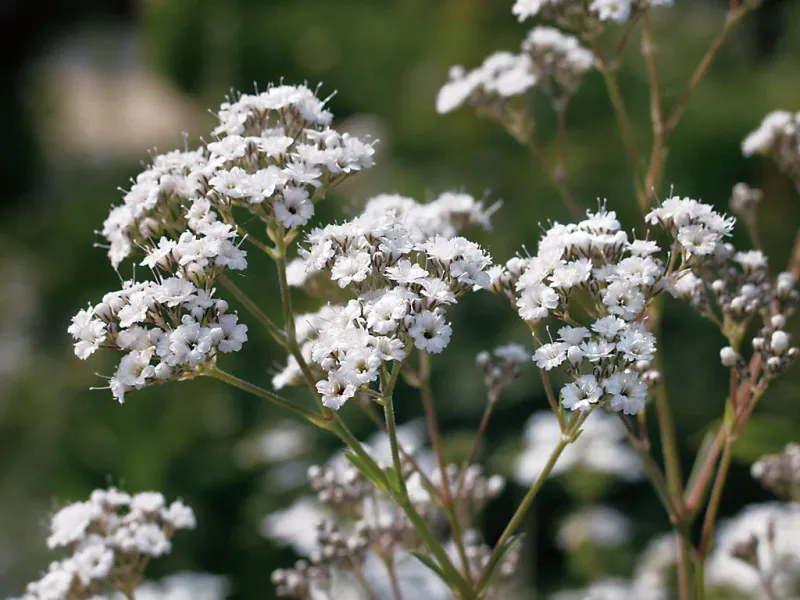 Baby's Breath ('Festival Star' Gypsophila)
