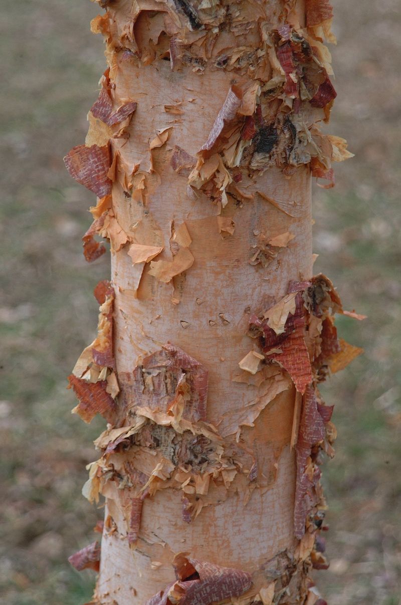 River Birch