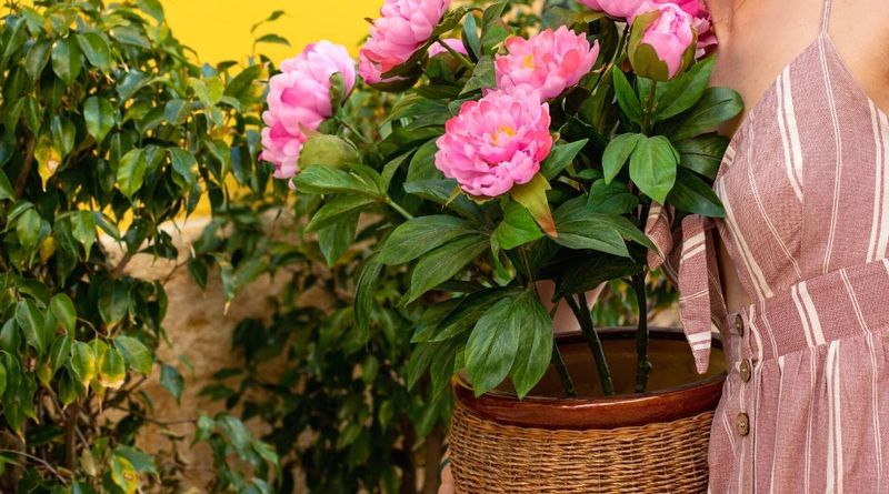 Shelter Potted Peonies