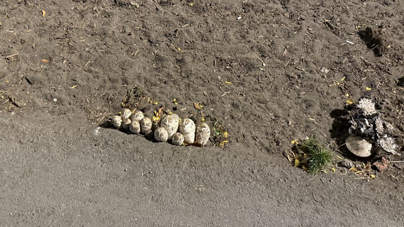 A gravel shoulder is the wrong place to gather a remedy