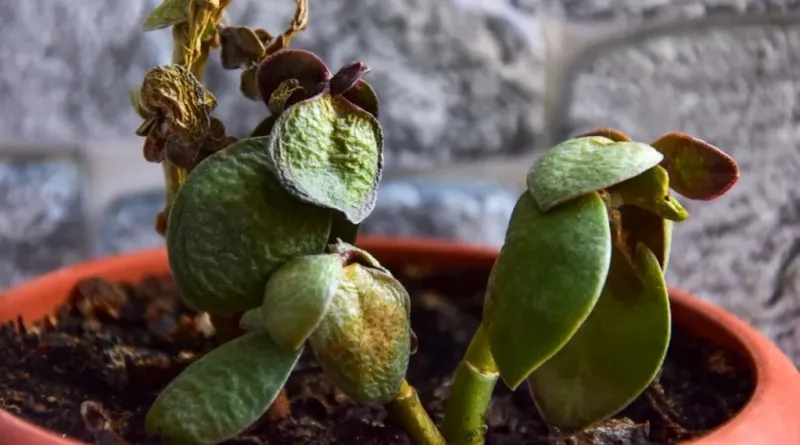 Overwatering As Growth Slows