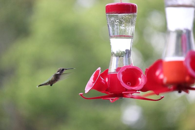Most Ruby-throats leave by mid-October, but some stay later