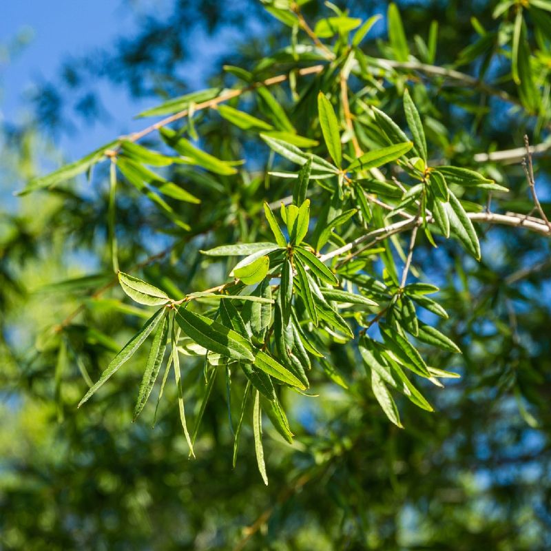 Willow Oak (Quercus phellos)