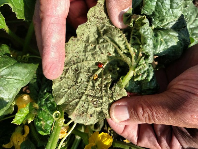 Aphid Infestation
