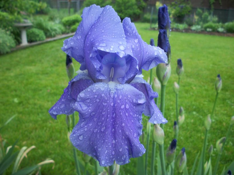 Bearded Iris