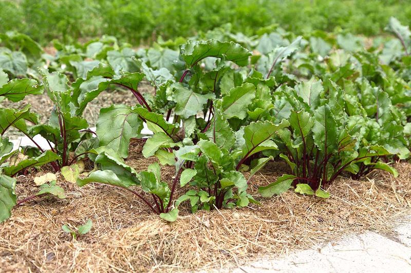 Leaving Soil Bare Without Mulch