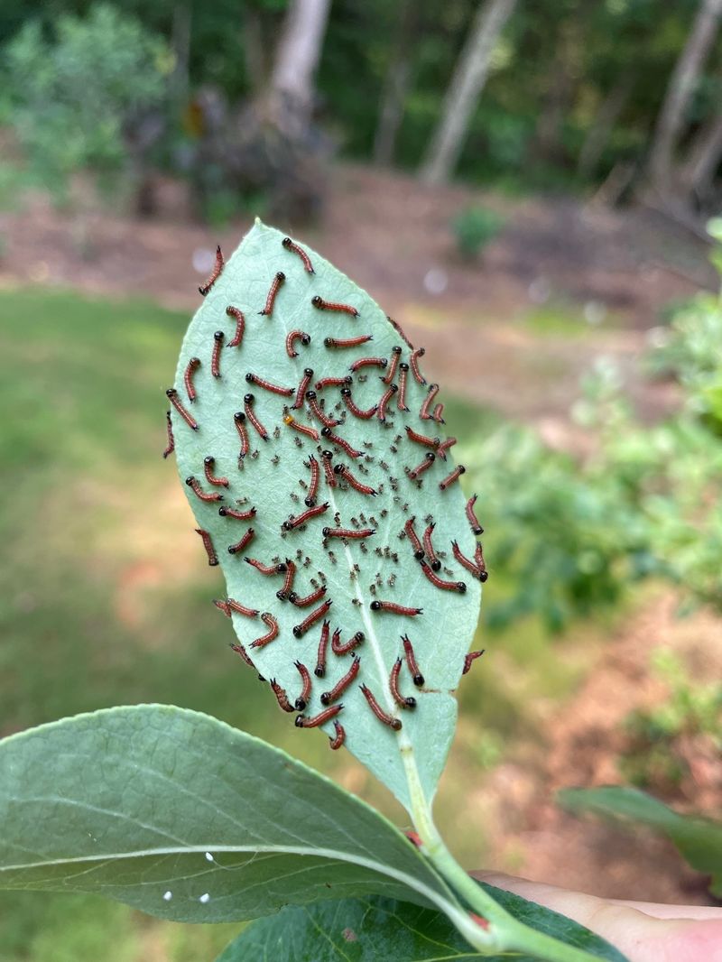 Treat Leaf Damage as Food-Web Evidence Before Treating It as a Pest Emergency