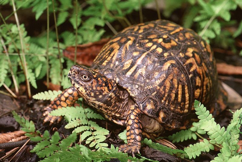 A Box Turtle in the Yard Is Usually Not Lost