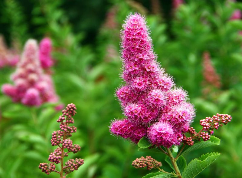 Spirea