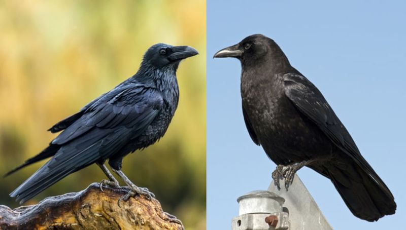 Identify the birds before interpreting the gathering