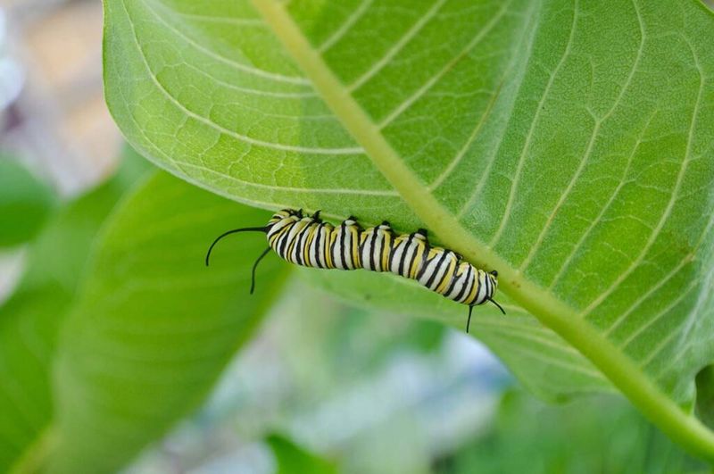 Add Host Plants for Caterpillars