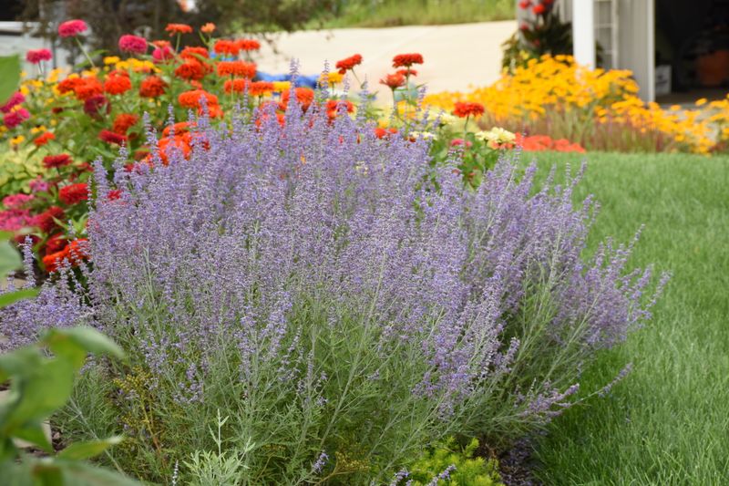 Perovskia (Russian Sage)