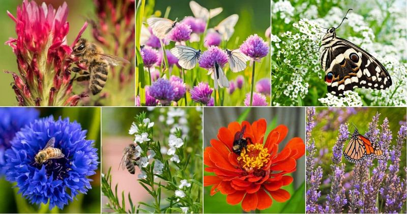Attract More Pollinators