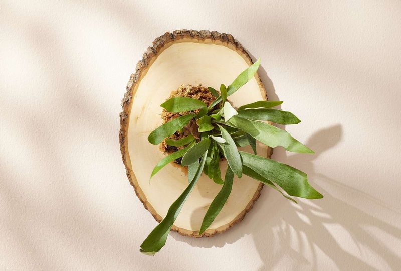 Care for the nest as a living, drying root environment
