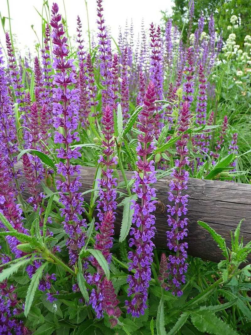 Salvia Nemorosa (Woodland Sage)
