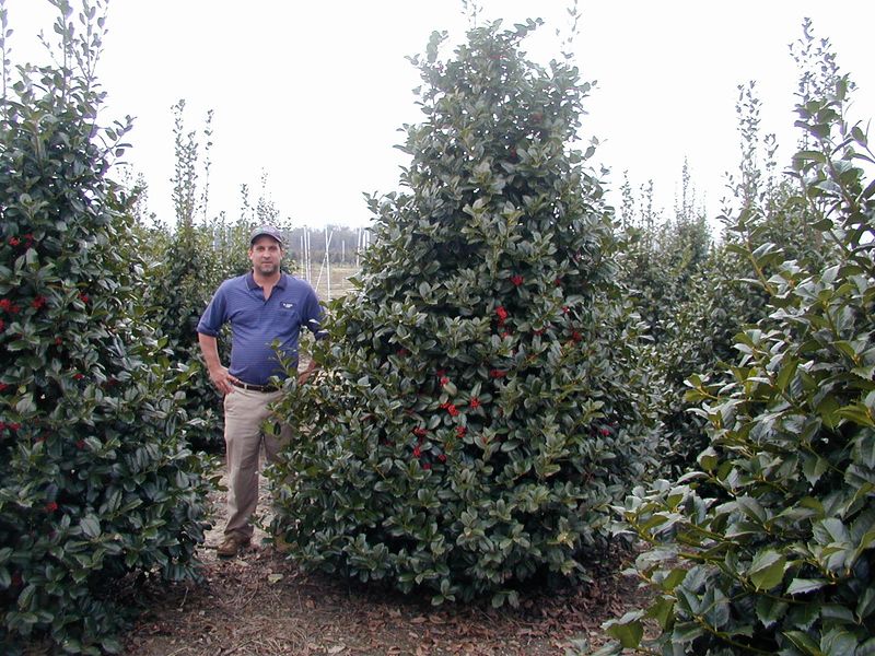 Room, light, and soil determine whether holly fits