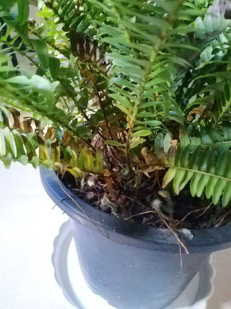 Inspect the fronds, stems, and pot before the move