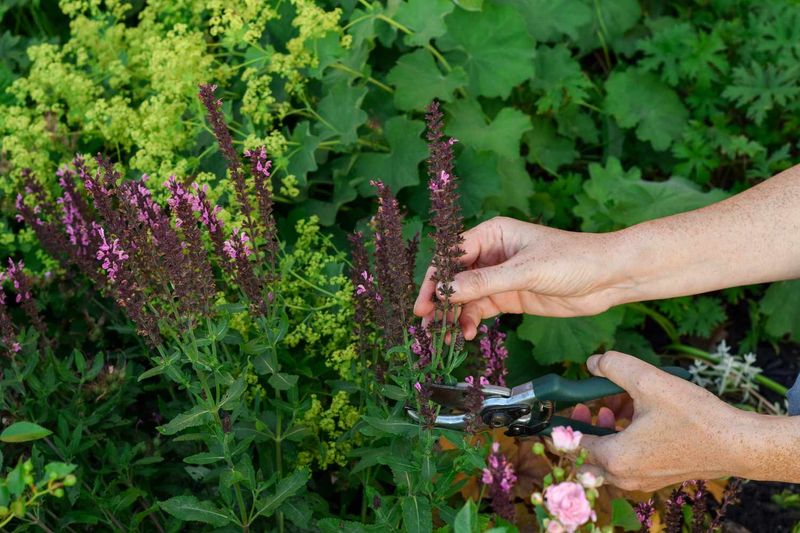 Salvia