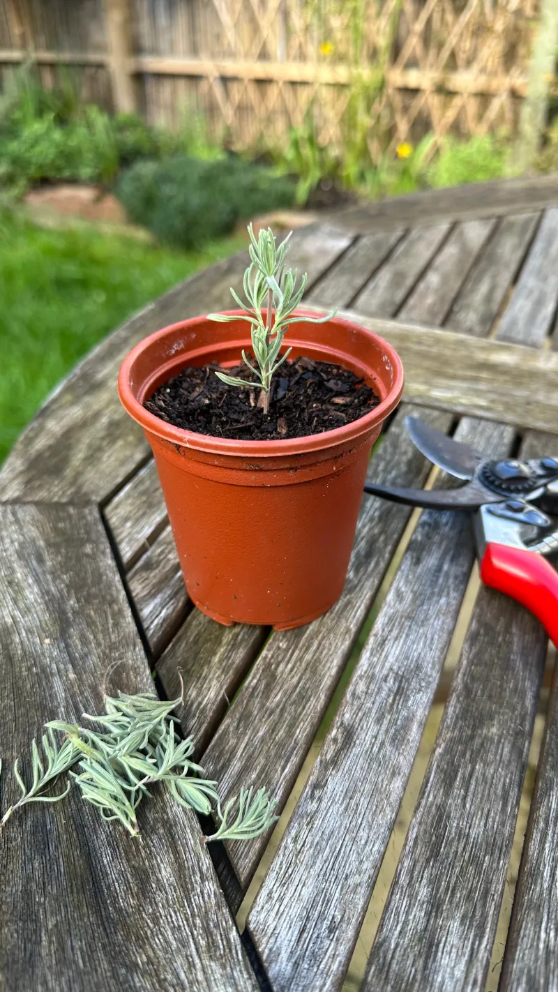 Propagate From Cuttings for Free Plants