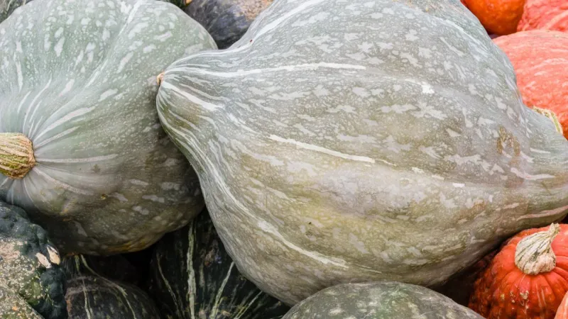 Hubbard squash