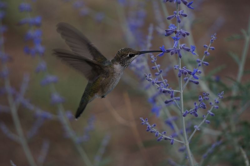 Russian Sage