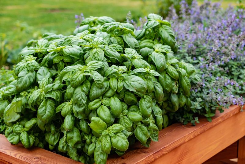 Basil (Ocimum sp.)