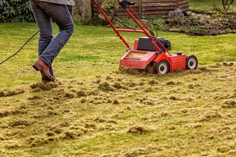 Heavy buildup turns dethatching into a recovery project