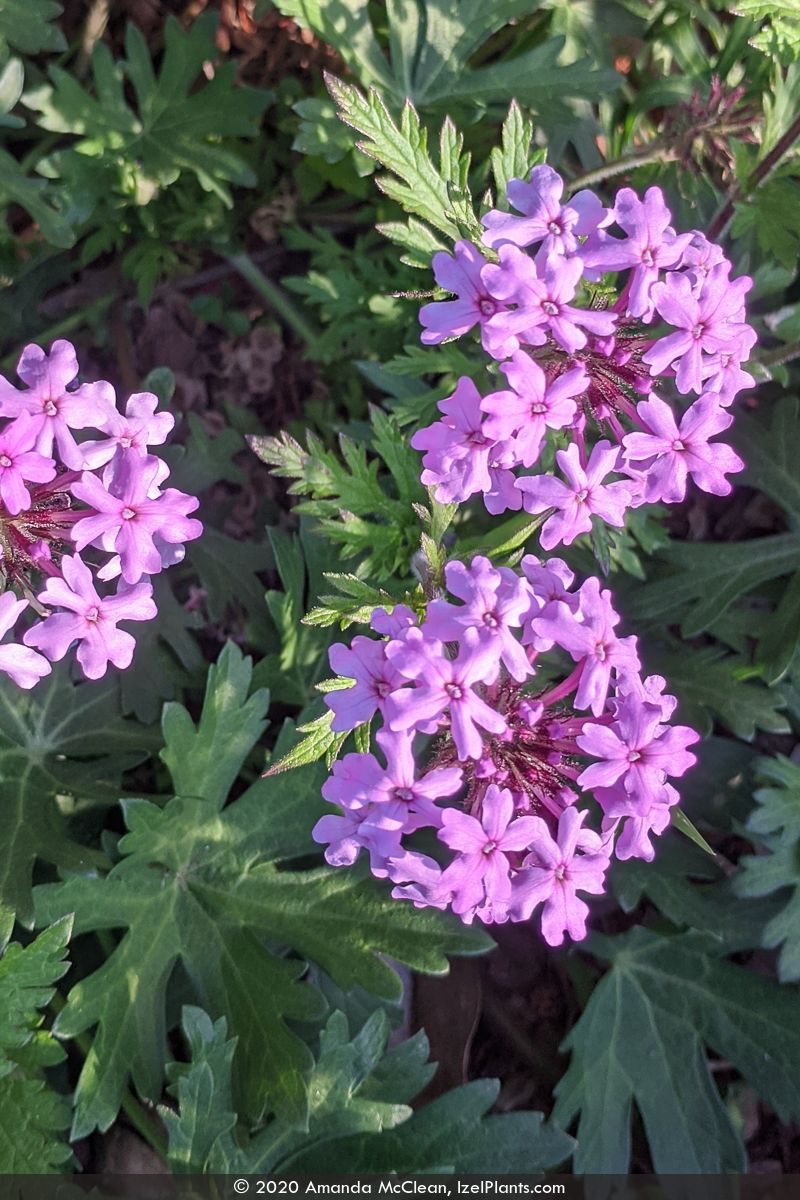 Rose vervain works when the site and expectations fit