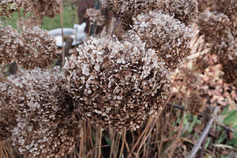 Stripping Dried Blooms Just to Look Neat