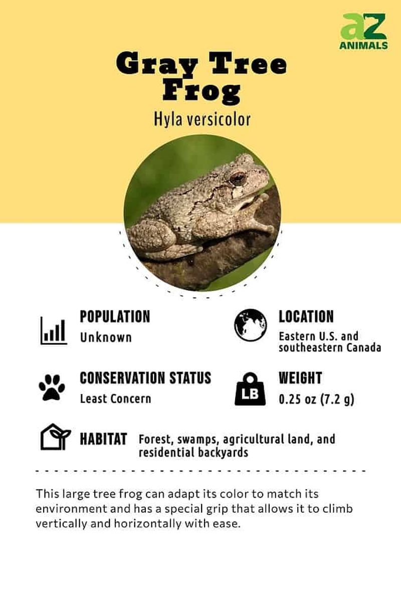 Use the call—not the color—to separate the two gray treefrogs