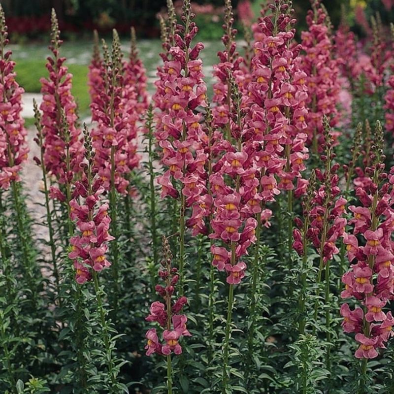 Snapdragon