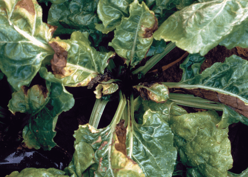 Watch for Boron Deficiency